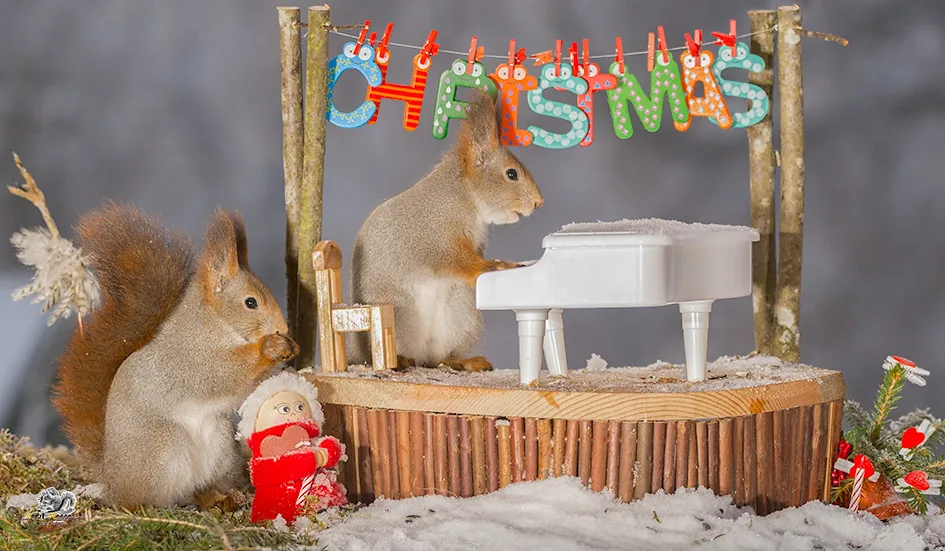 Musician squirrel at a miniature piano Musician squirrel at a miniature piano